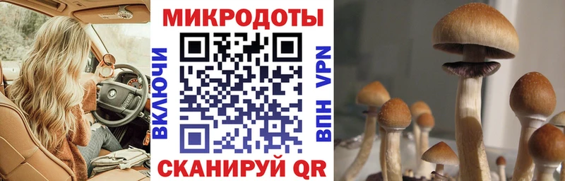 Купить где  Ставрополь  Галлюциногенные грибы Cubensis 